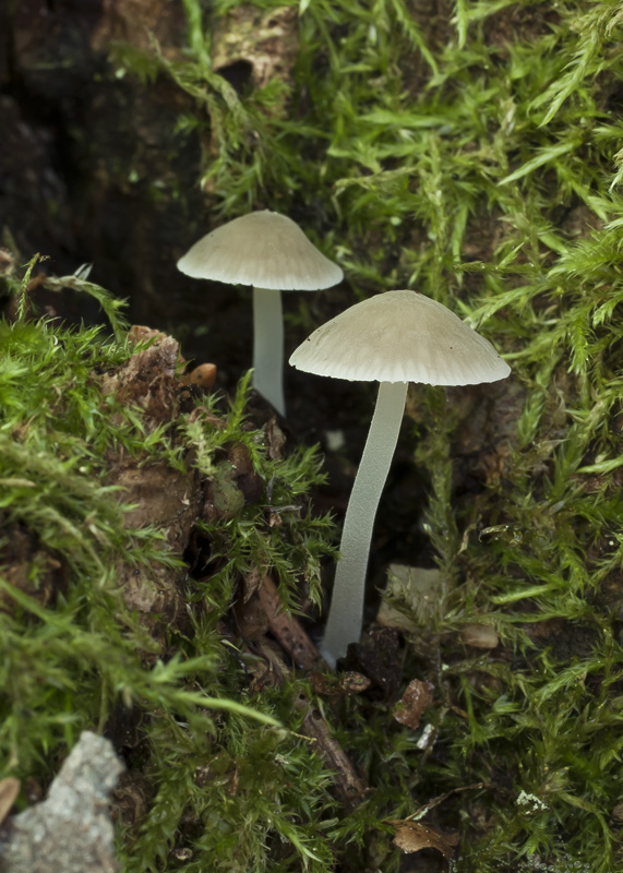 Mycena hiemalis